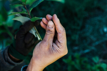 Female farmer holding mint leaves