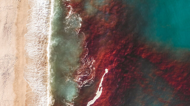 red tide on shore