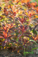 Euphorbia dulcis ‘Chameleon’ in the garden
