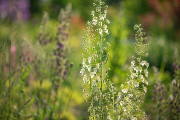 verbascum flowers in the garden