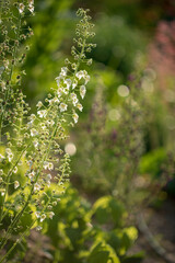 verbascum flowers in the garden