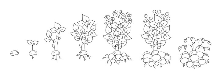 Potato growing cycle. Growing stages. Harvest potatoes progression. Editable outline stroke. Vector line.