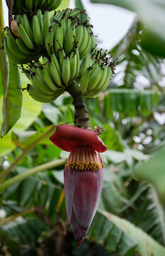 Closeup beautiful banana flower
