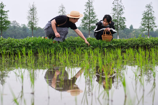 Chinese mother and daughter study rice seedlings in rice field