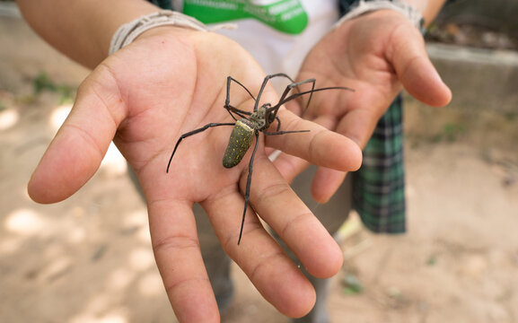 Enormous Spider On Human Hands