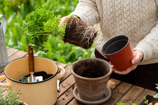 Gardener woman repotting parsley herb plant