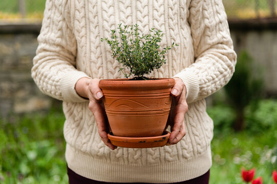 Gardener woman repotting thyme herb plant