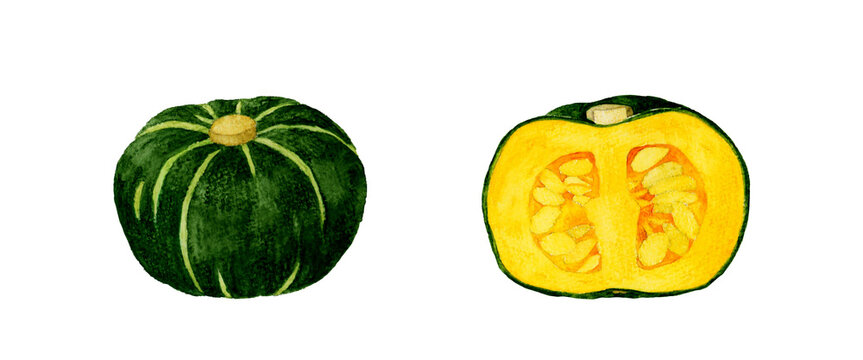 半分にカットした西洋かぼちゃ　夏野菜の手描き水彩イラスト素材