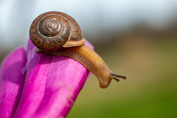 Snail on the edge!