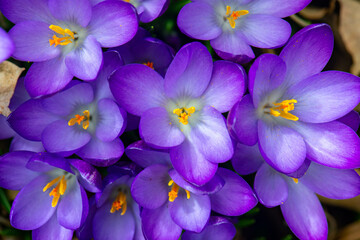 Crocus Flowers