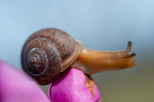 Garden snail on magnolia flower