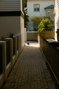 Alley Cat in Rosemary Beach, Florida