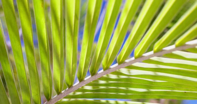 Waving coconut palm tree leaf shadow with sun rays on blue sky background 4K video