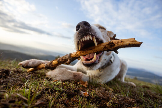 A dog with big teeth
