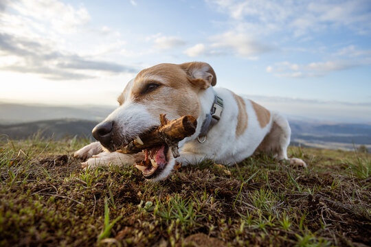 Dog chewing a wooden stick