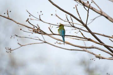 Blue tailed bee eater bird resting on a branch with use of selective focus 