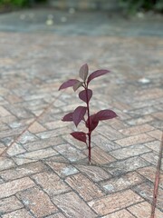 Flower: Even if it's lonely, it can grow.