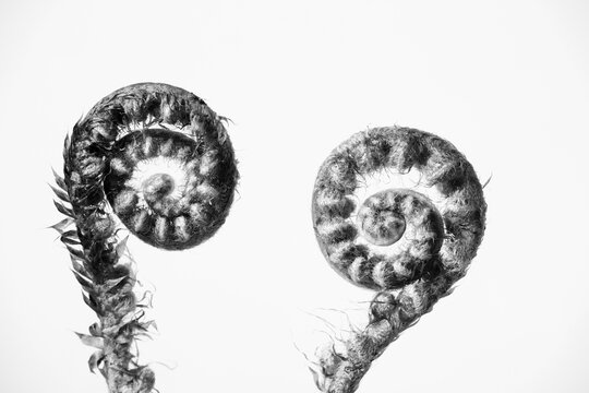 New fern foliage in black and white