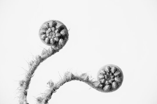 Unfolding fern in black and white
