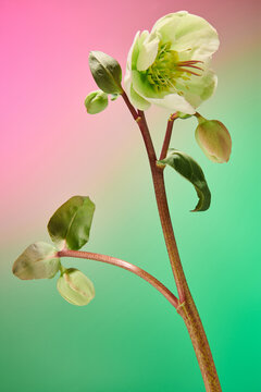 Flowers on a gradient pink green background