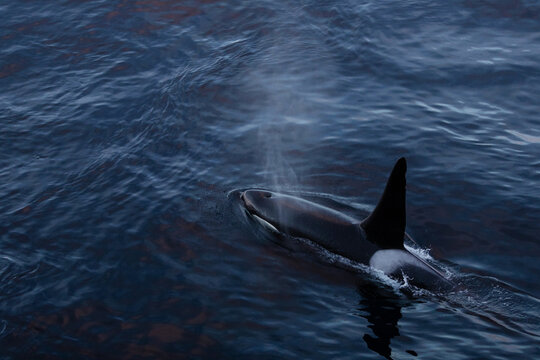 Wild killer whale out at sea