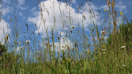 blumenwiese