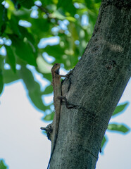 Fototapeta premium lizard on a tree