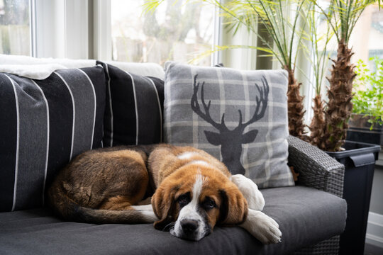 Puppy Dog Laying on Couch