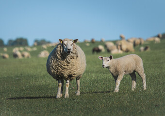 Naklejka premium sheep and lambs on the green field 