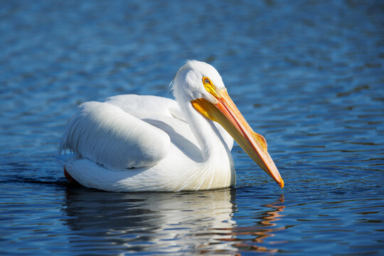 American White Pelican
