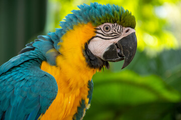 blue and yellow macaw