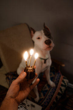 A Festive Surprise For The Dog