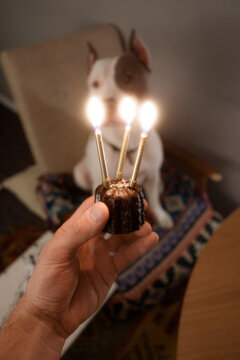 Dog's Birthday
