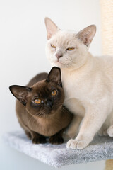 two Burmese kittens, beige and brown, are sitting on a shelf