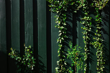 Close-up of a dark green fence and bine/vine in a yard/garden 