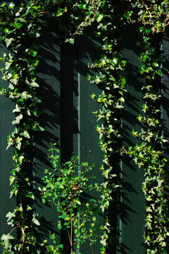 Close-up of a dark green fence and bine/vine in a yard/garden 