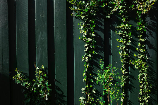 Close-up of a dark green fence and bine/vine in a yard/garden 
