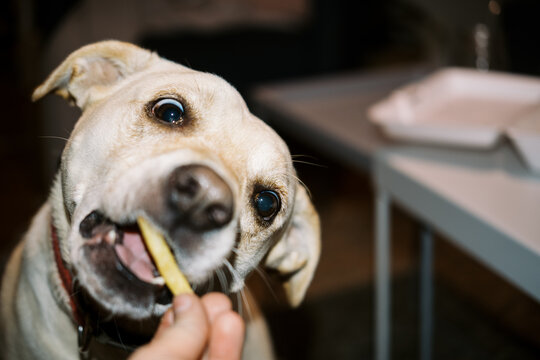 Lo-Fi pov close up of dog eating french fry