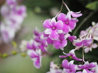Fototapeta na wymiar pink purple orchids dendrobium lindley orchidaceae