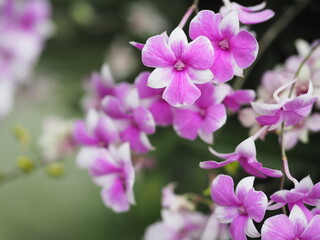 Naklejka na ściany i meble pink purple orchids dendrobium lindley orchidaceae
