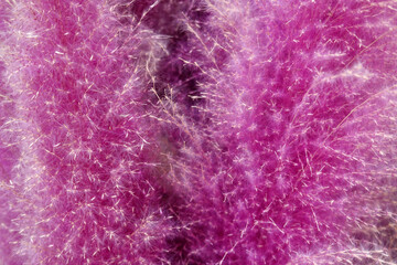 A lot of dry twigs colorful. It make dye pink and violet color for background, wallpaper and backdrop.  