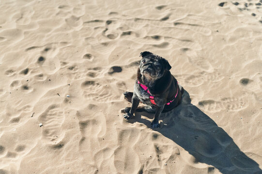 Pug sitting on a sandy beach