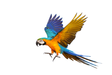 Colorful flying parrot isolated on transparent background png file