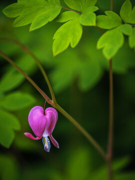 bleeding heart