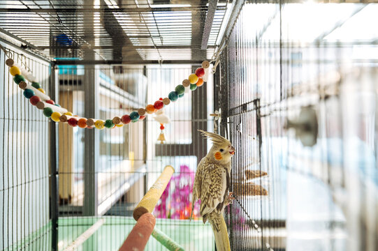 Pets parrot in a cage