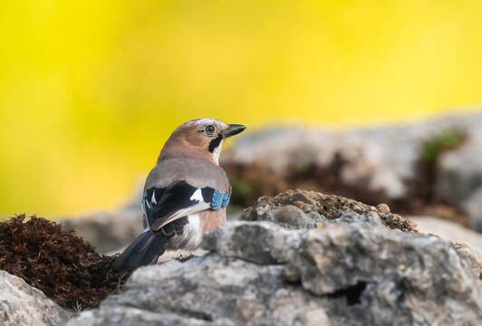Eurasian Jay In The Mountains  