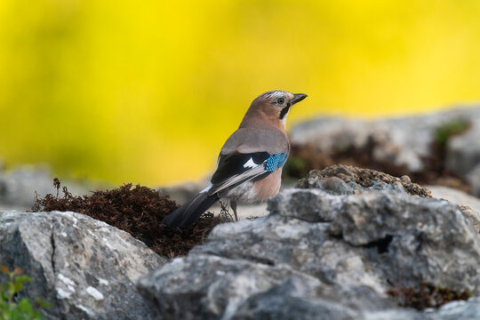 Eurasian Jay Perched On Rocks  
