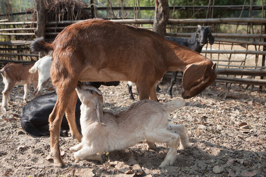 A young goat feeds from its mother.