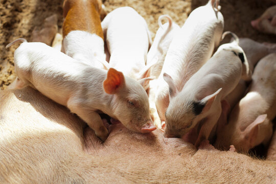 A bunch of young piglets breastfeeding.