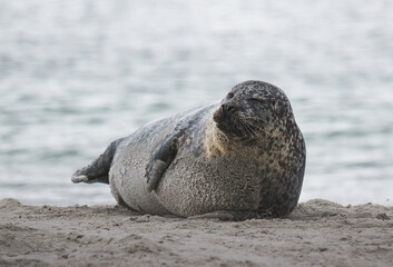 seal is lying on the sand on the island helgoland in germany